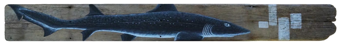Dog Fish