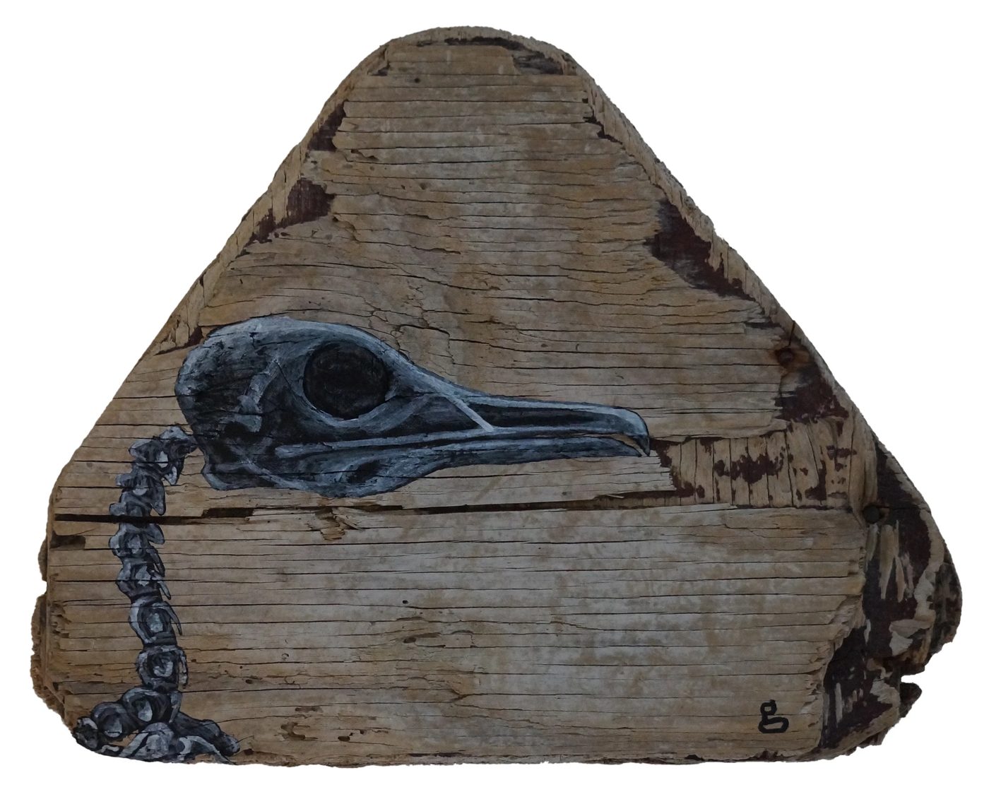 Seagull Skull