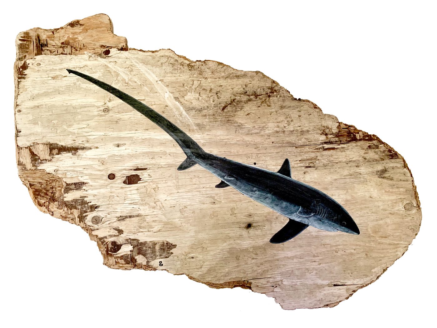 Thresher Shark