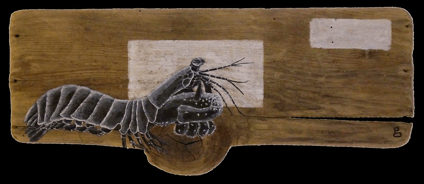 Mantis Shrimp