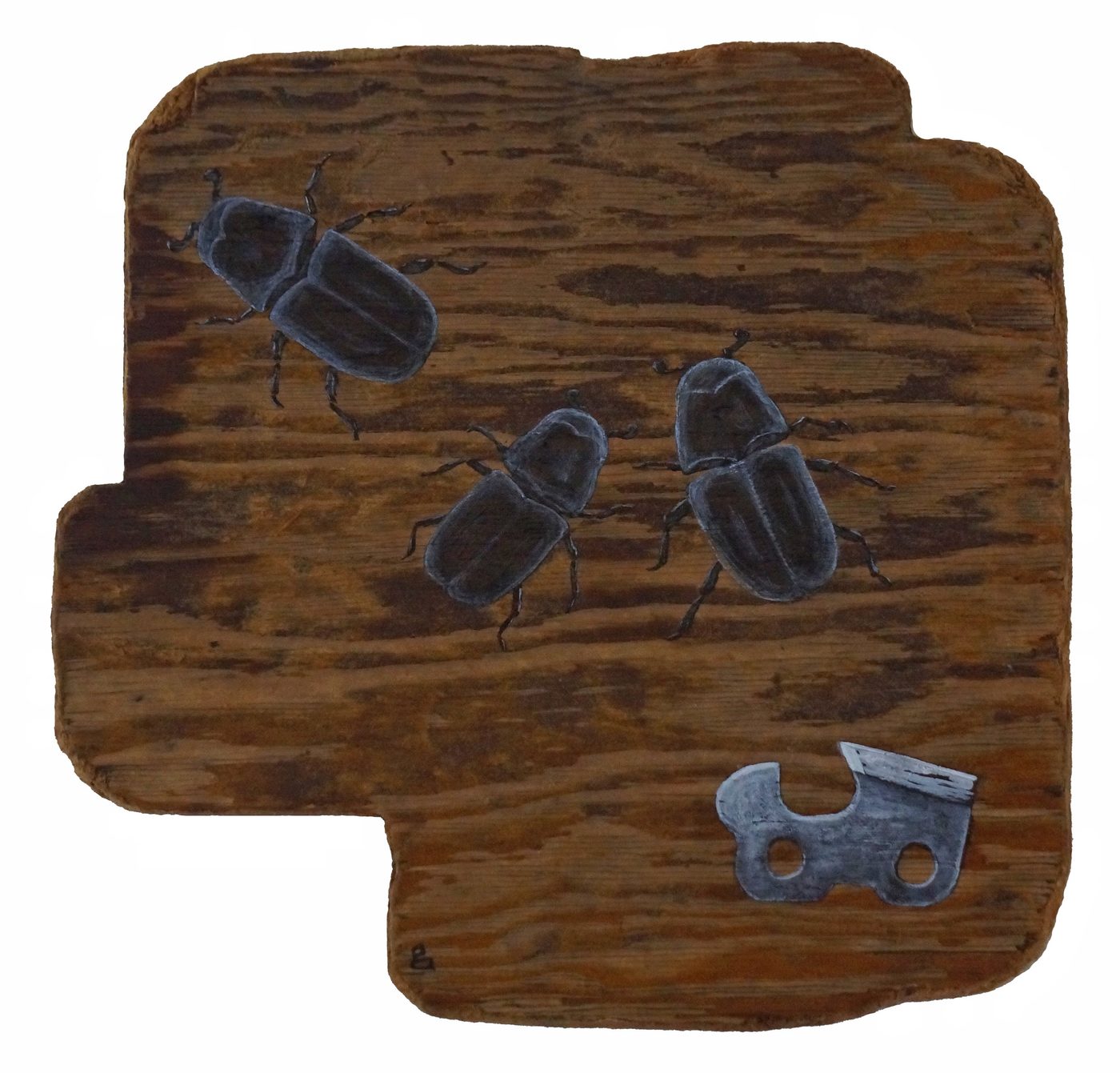 Northern Pine Beetle