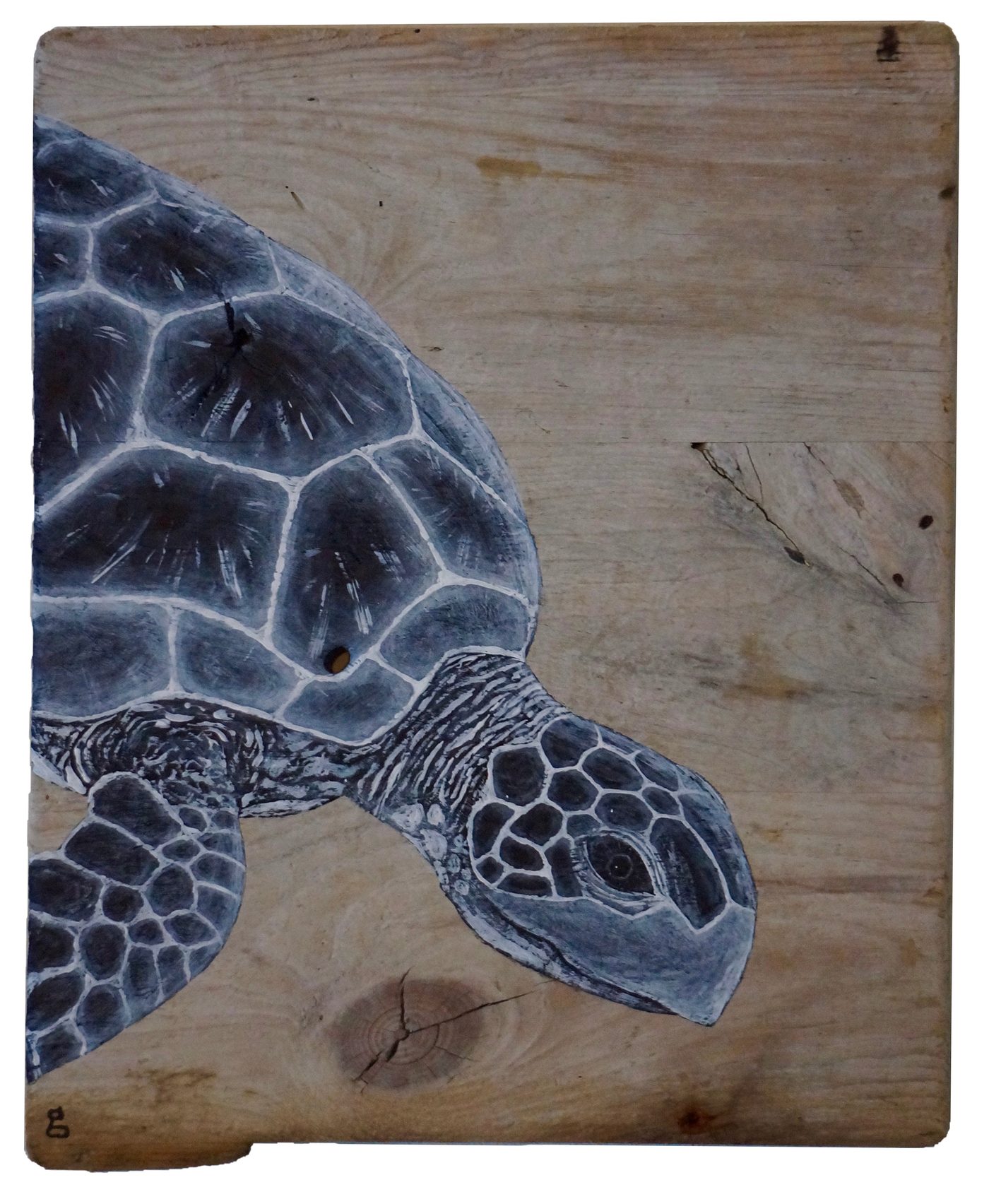 Sea Turtle II