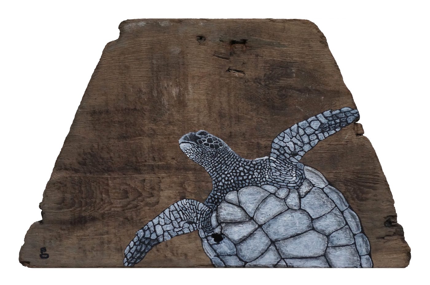 Sea Turtle