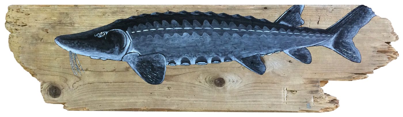 Sturgeon