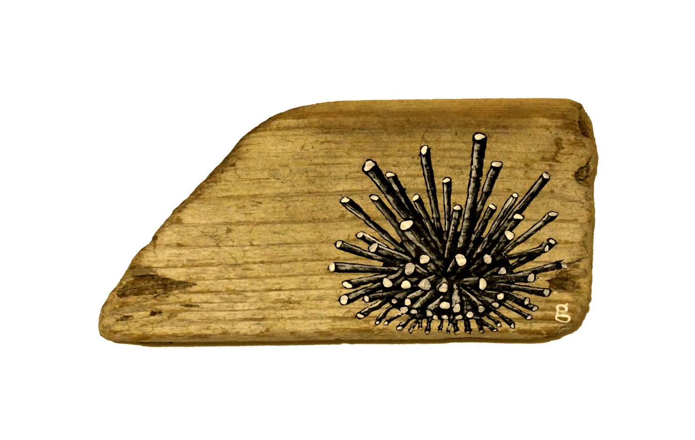 Pencil Urchin